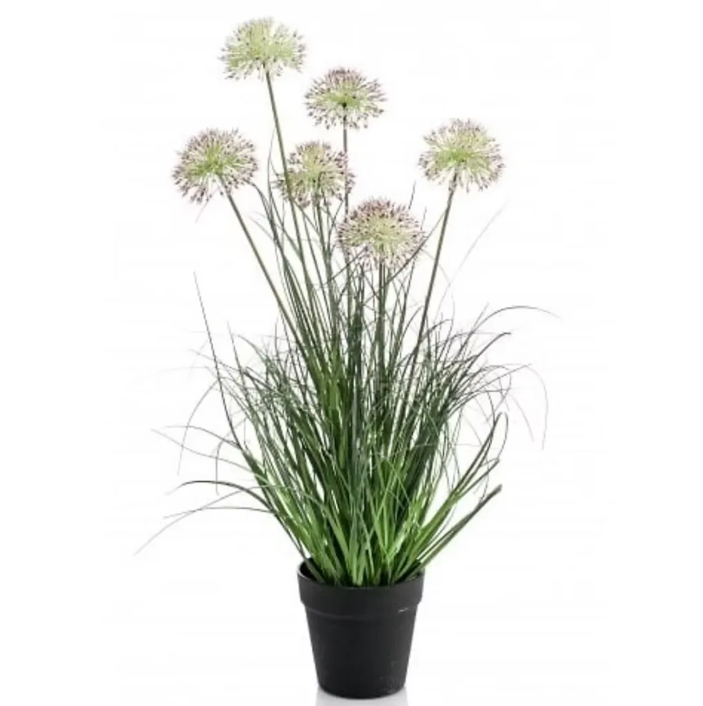 Allium grass