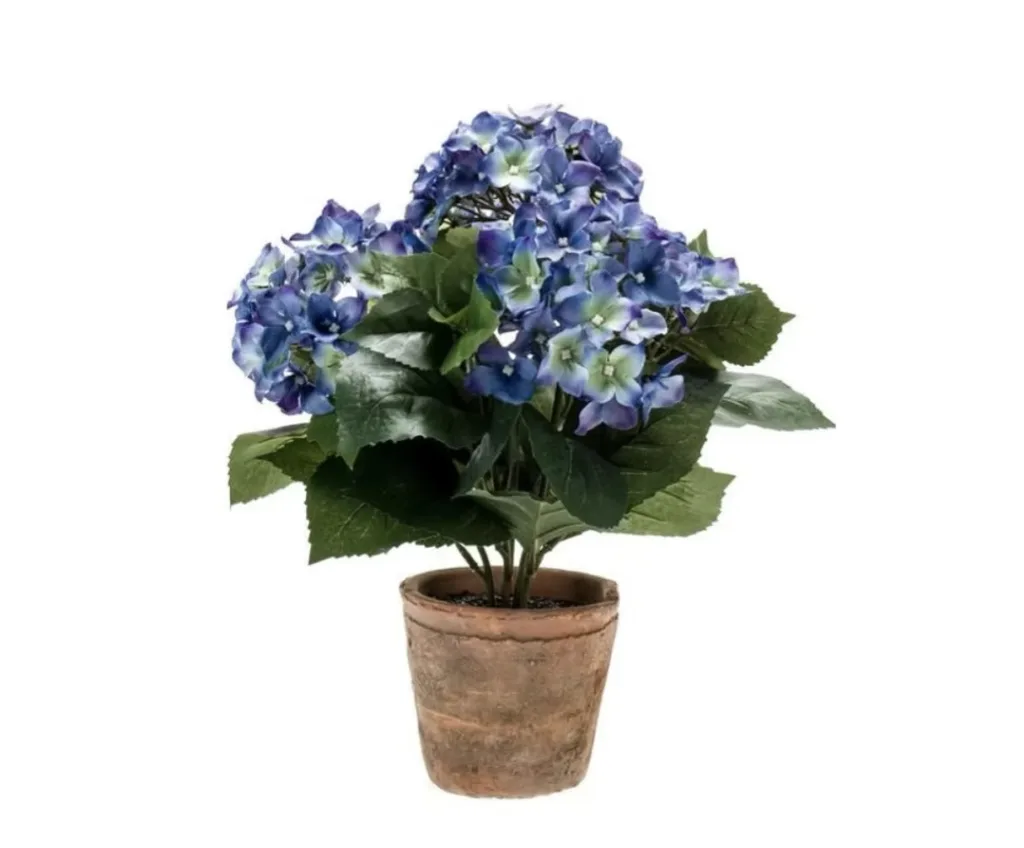 Hydrangea tree