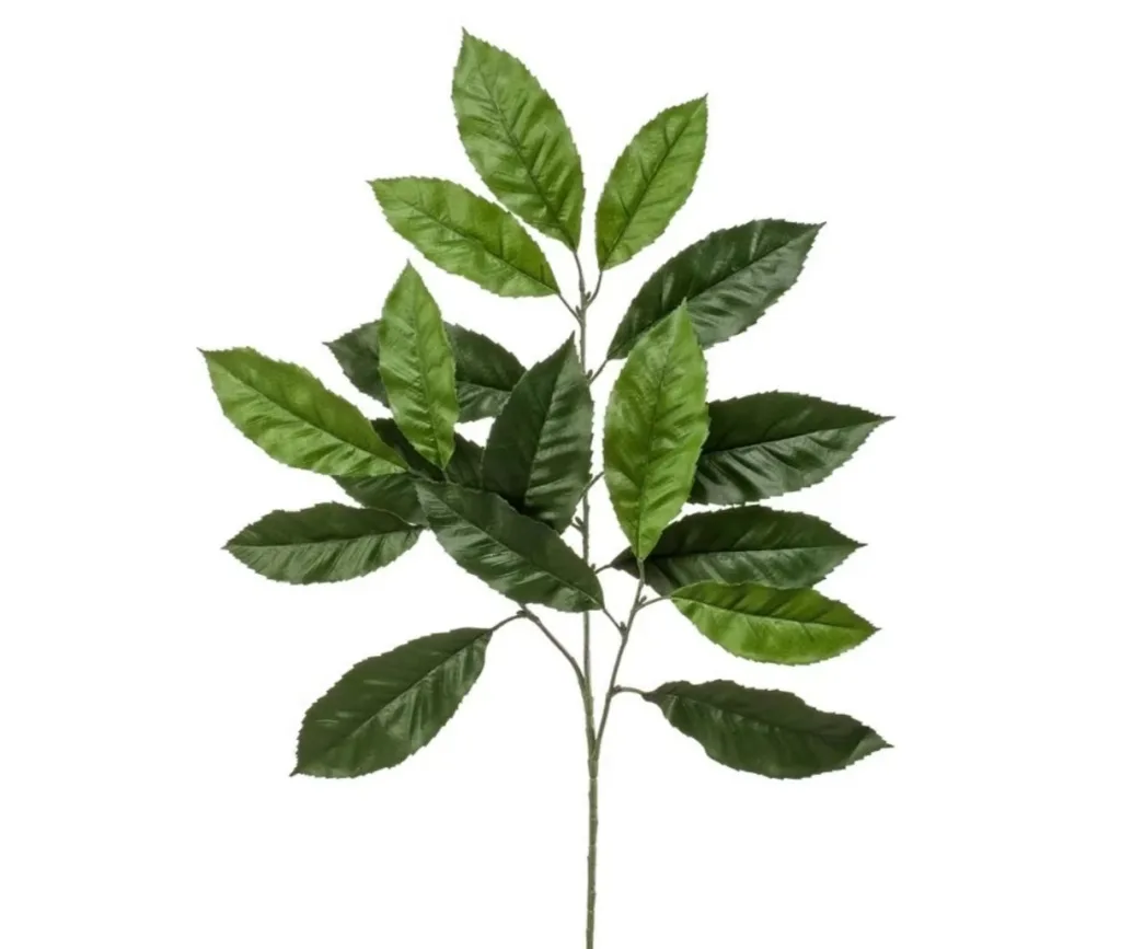 Chestnut branch