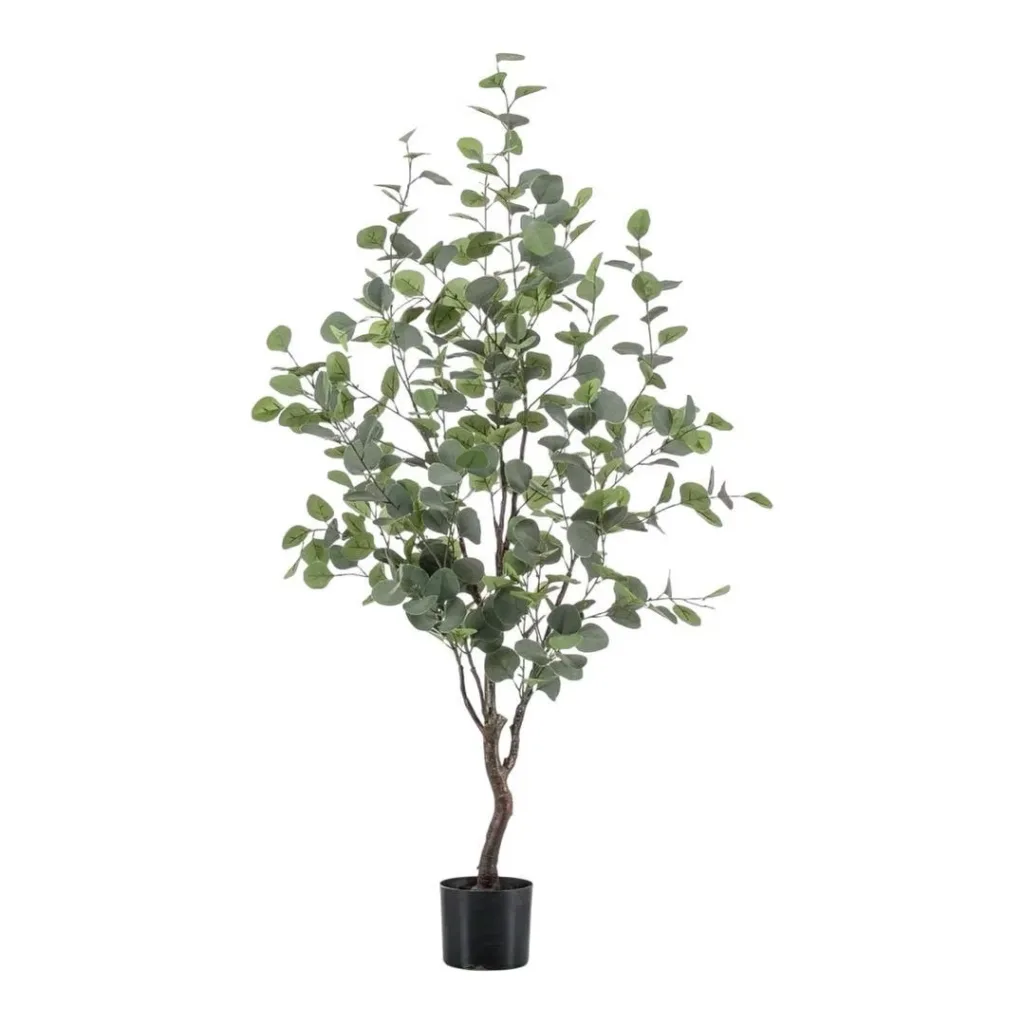Eucalyptus tree – 140 cm