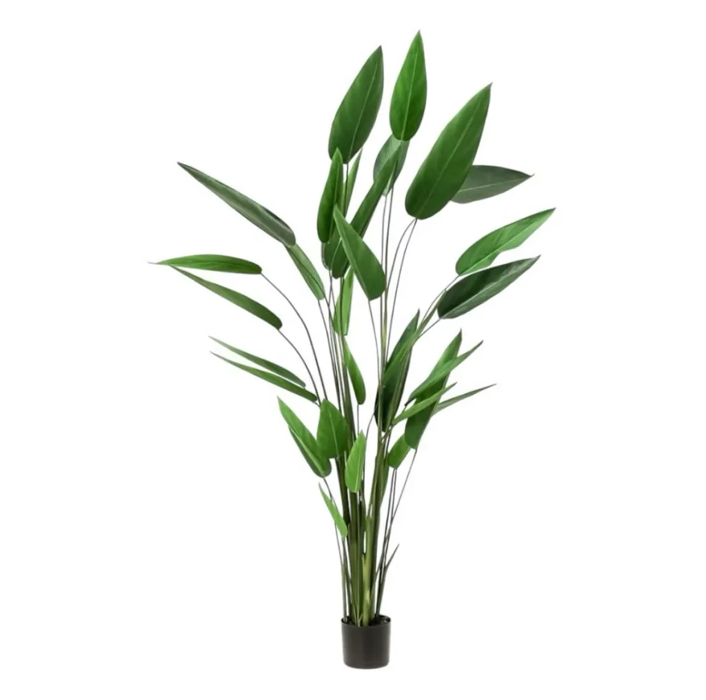 Heliconia tree