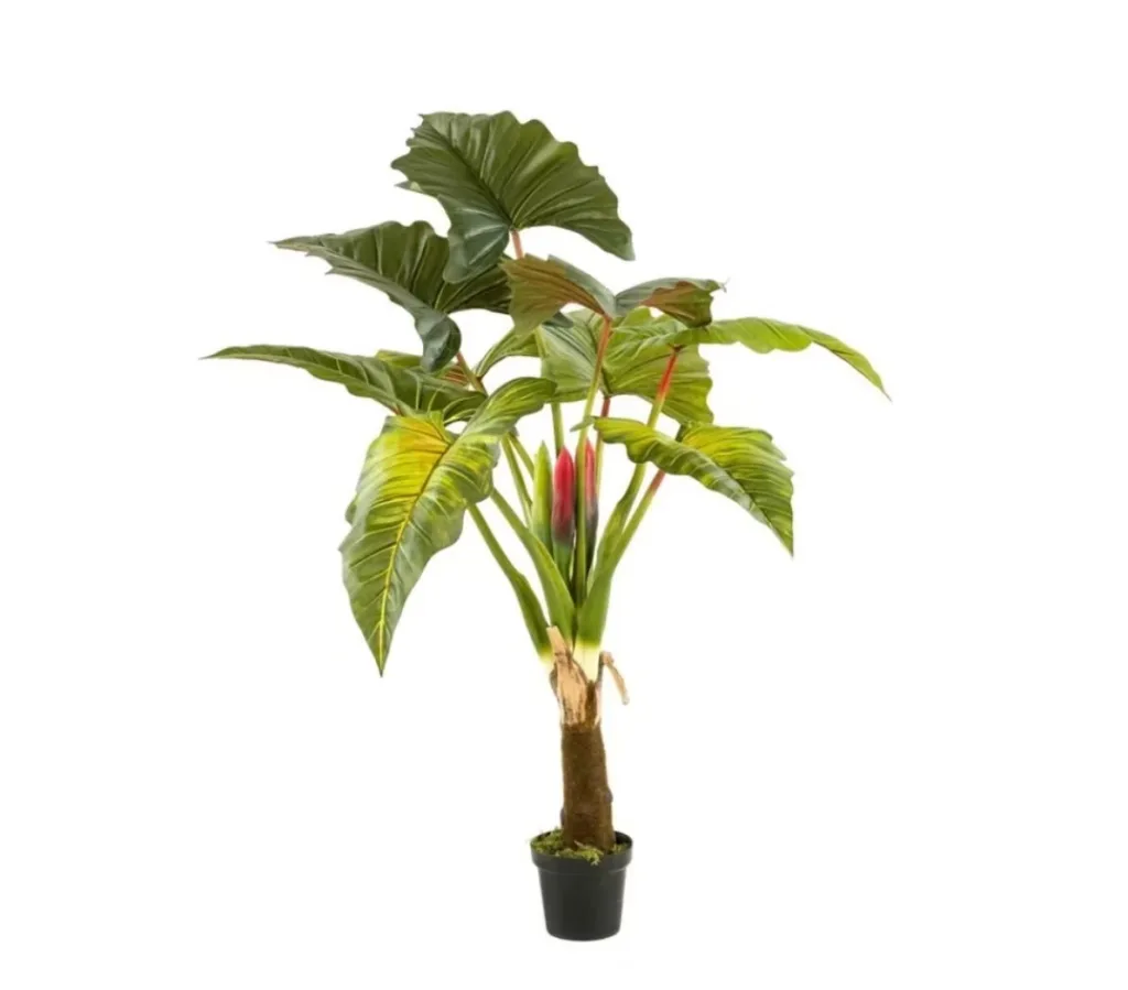 Colocasia tree