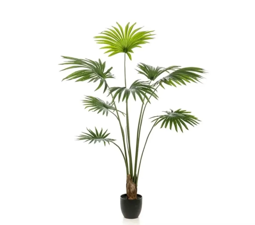 Livistona palm tree